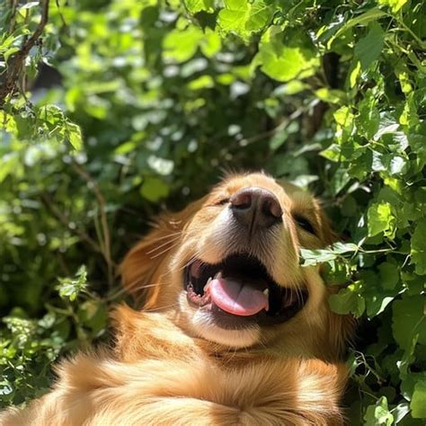 Free Dog Enjoying Sunlight Image - Dog, Sunlight, Happiness | Download ...