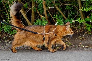 Walking with confidence | Our pirate walks so proudly with h… | Flickr