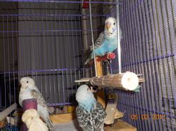 How To Sex Budgies