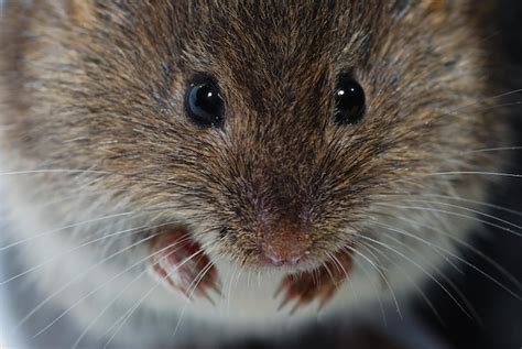 premium photo mouse face