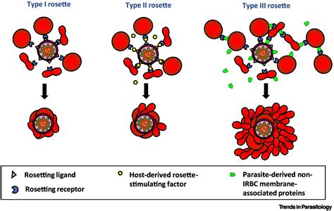 Evolving perspectives on rosetting in malaria: Trends in Parasitology