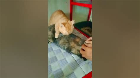 kucing ceper youtube