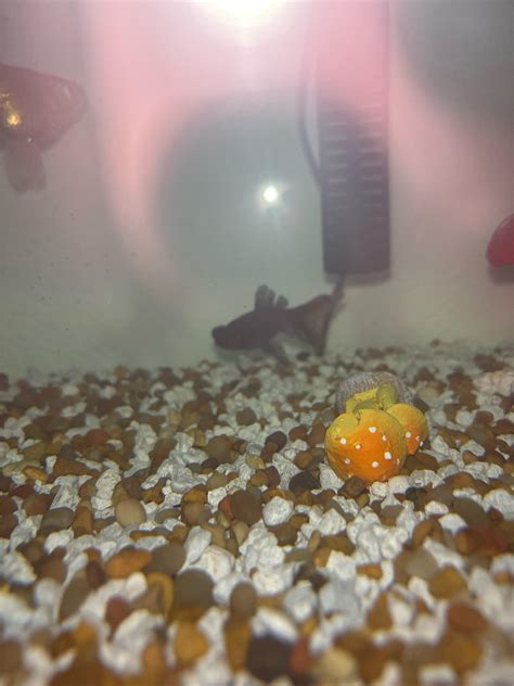 is it normal goldfish scratching step by step 4