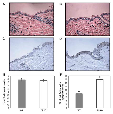 Cyclin D3 Deficiency Inhibits Skin Tumor Development But Does Not