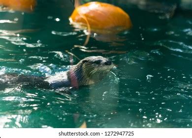 North American River Otter Swimming Eating Stock Photo 1272947725 ...