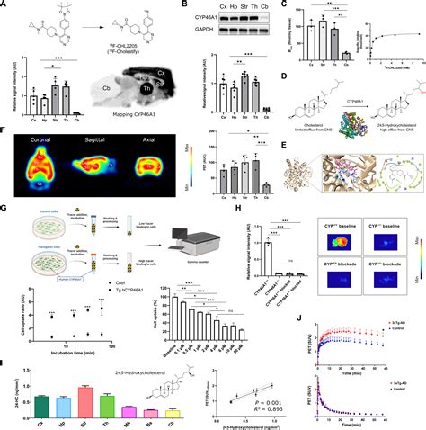 Assessment of cholesterol homeostasis in the living human brain