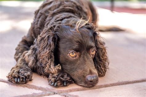 A Complete Guide to the 10 Different Types of Spaniels — The Woof