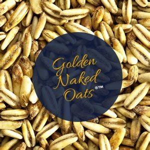 Simpsons Malt Golden Naked Oats EBC 12 24 Kotipanimokauppa