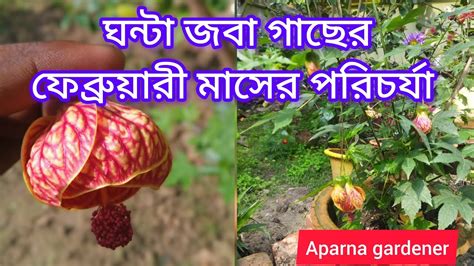 ঘন্টা জবা গাছে প্রচুর ফুল পাওয়া এবং ঝোপালো করার উপায় Aparna Garden🙏