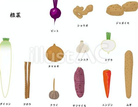 根菜類一覧こんさい _ 根菜 種類 一覧 – BAOBZ