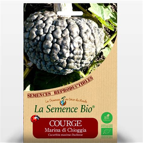 COURGE Marina Di Chioggia Les Graines Bio Jaime Jardiner