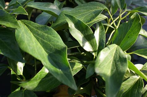 Hedera Helix Arborescens Strauchefeu Pflanzenhof Toskanapark