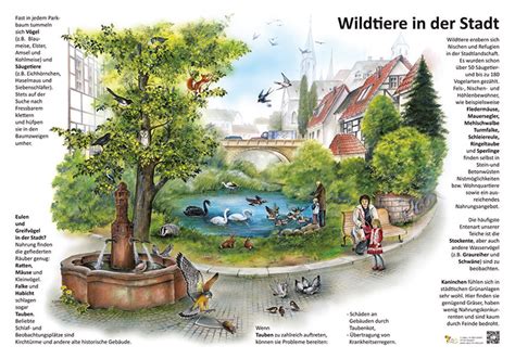 Wildtiere in der Stadt Natur im Bild Lehrtafeln für Natur Lehr