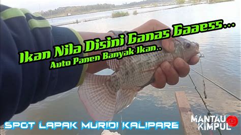 Full Strike Ikan Nila Liar Spot Lapak Muridi Sumberkombang Kalipare