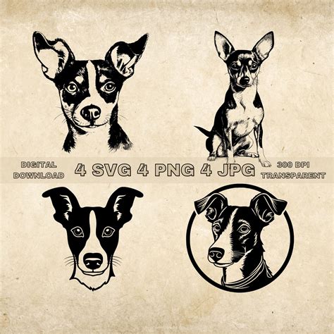 Clipart Rat Terrier Greyhound Mix