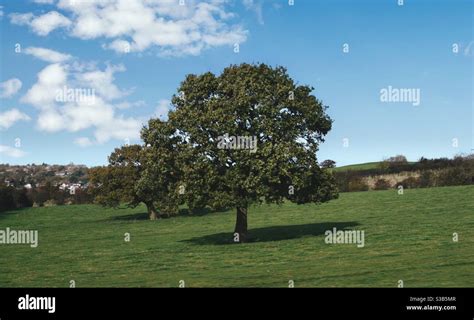 large oak trees stock photo alamy