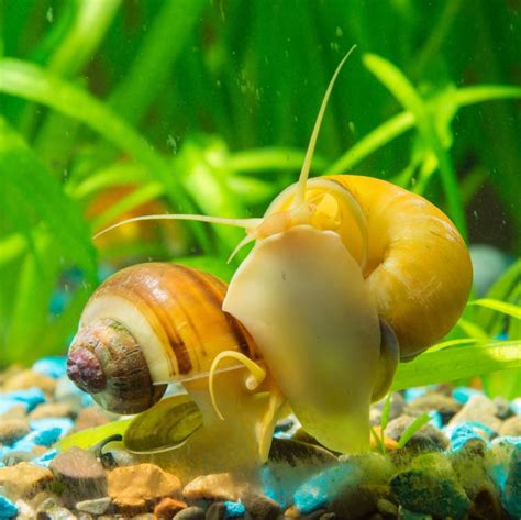 Mystery Snail Breeding: 7 Helpful Tips