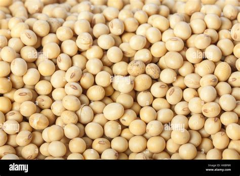 soyabean  res stock photography  images alamy