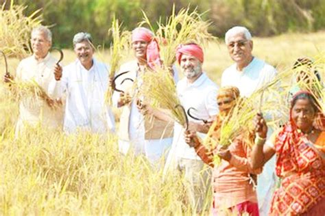 छग विस चुनाव राहुल ने सिर पर गमछा बांध किसानों के साथ की धान कटाई