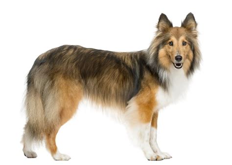 Shetland Sheepdog - Dog Breed Information & Characteristics - FurLyfe!