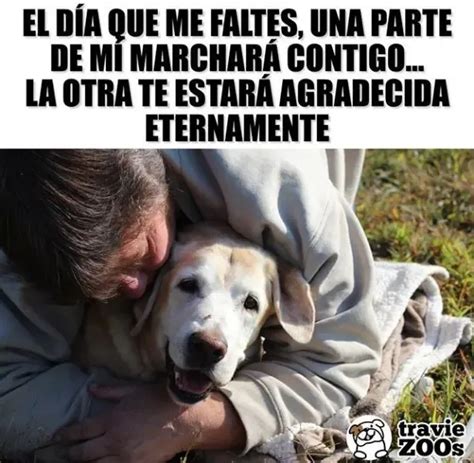 Algunas Frases De Despedida A Un Perro Que Fallece En 2021 Perros