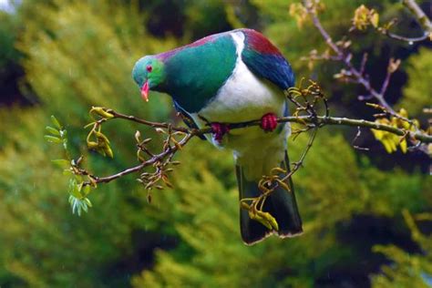 Kereru Stock Photos, Pictures & Royalty-Free Images - iStock