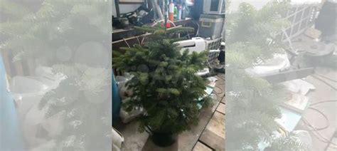 Пихта нордмана в горшке купить в Краснодаре | Товары для дома и дачи ...