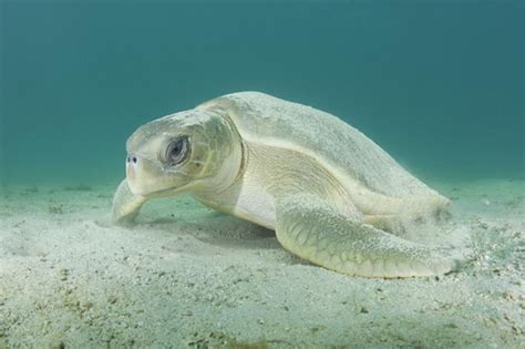 Sea Turtle Species Australian Flatbacks