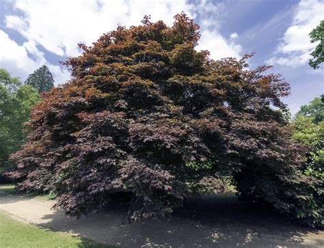Copper Beech Tree Hedge at Indiana Schneider blog