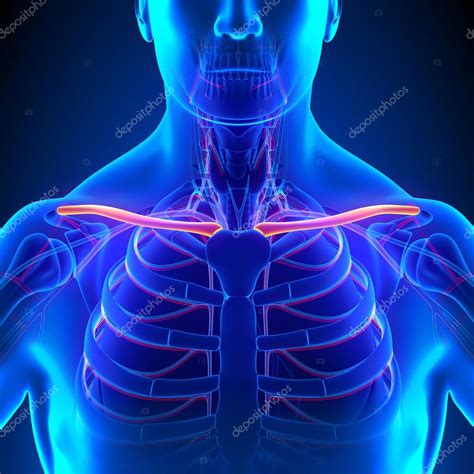 Where Is The Clavicular Area at Joyce Stovall blog