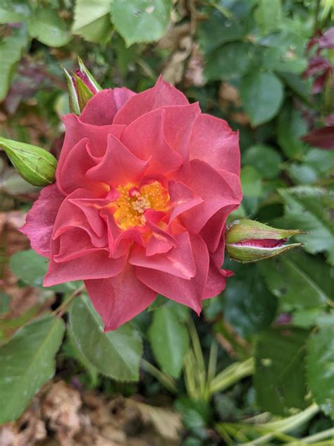 Rose Cinco de Mayo™ – Secret Garden Growers