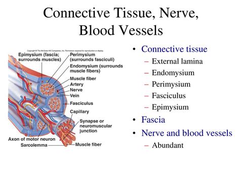 Physiology Of Muscle Tissue Ppt Download