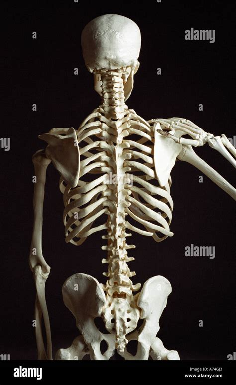 Human Back Bones / The bones of the lower back - Stock Image F001/6322 ... - frogmyspacelayouts