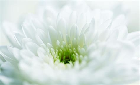 Premium Photo | Macro white flower backdrop,beautiful white flowers ...