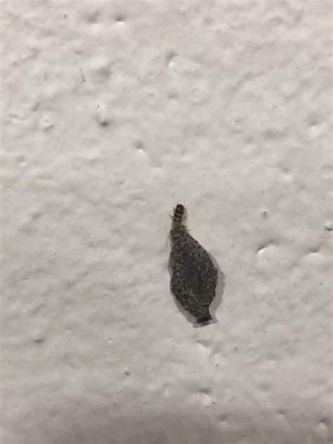 What is this thing? In an office. Cameroon, Douala. : r/insects