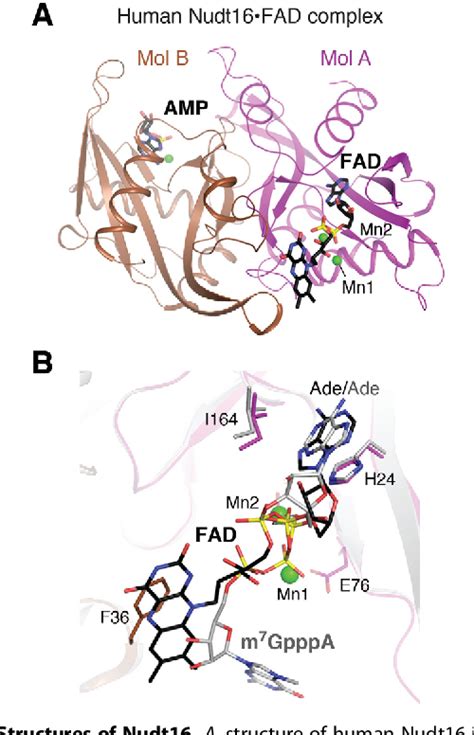 Figure 1 From Recent Insights Into Noncanonical 5 Capping And