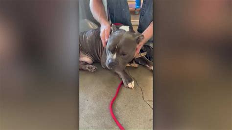 Video 2 Years After Being Stolen Dog Reunited With Owner