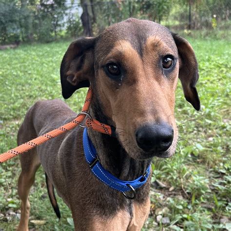 Adopt Scarlett - Juvenile - Doberman Mastiff mix - Needs foster Today