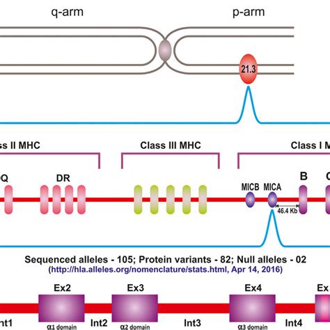 A Interaction Of Nkg D Receptor With Its Ligand Mica Expressed On