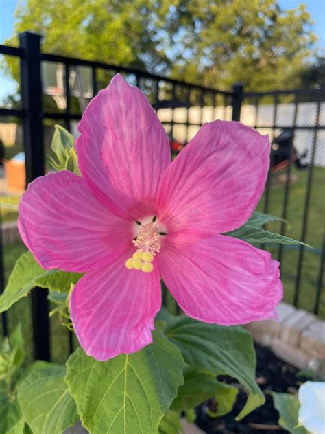 Pink Hardy Hibiscus Seeds Luna Hibiscus Hardy Flowers Pink - Etsy