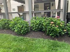 Hydrangeas Not Blooming