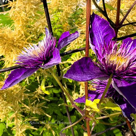 Rebecca - Discover The Garden Door! Hidden behind the barns at the UW