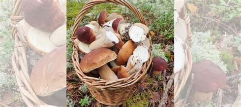 Свежие белые грибы купить в Нижнем Новгороде | Товары для дома и дачи ...