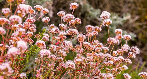 How to Create a Butterfly Garden with Native Plants - Ventura Blvd