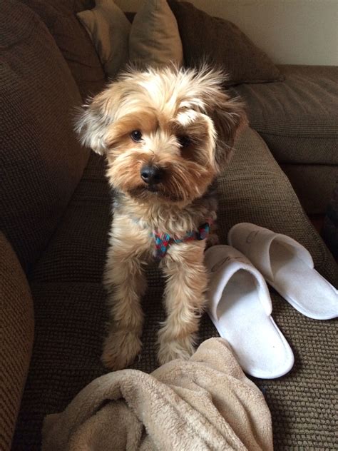 Monster. Yorkie Poo | Yorkie poo, Yorkshire terrier, Yorkie
