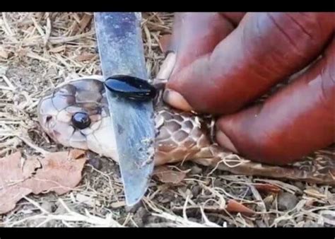 king cobra pearl cobra stone nagamani king cobra snake pearl