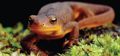 newt archives critter science