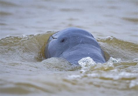 The Irrawaddy dolphin needs our help