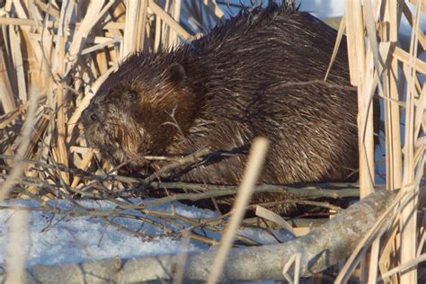 Mountain View County urged to protect beaver habitat - The Albertan News