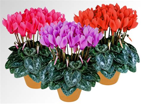 Цикламен Цветок Фото Цена — Mixyfotos.ru